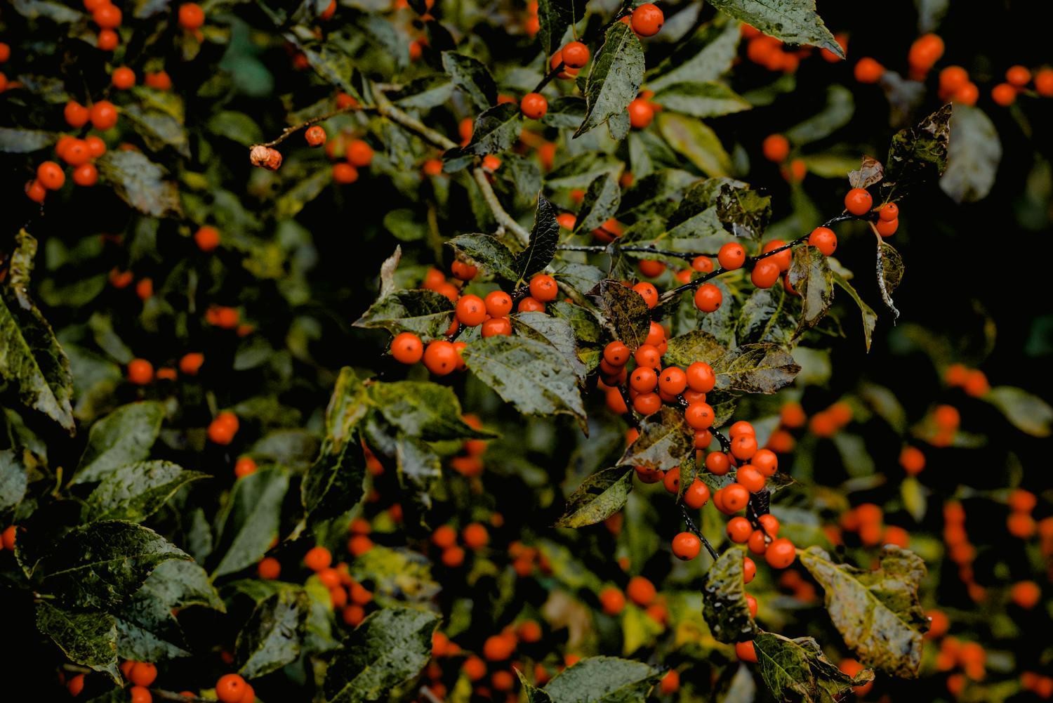 Cranberry