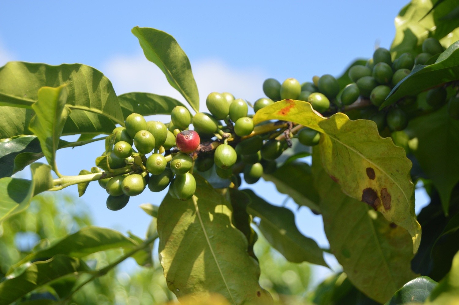 Green Coffee