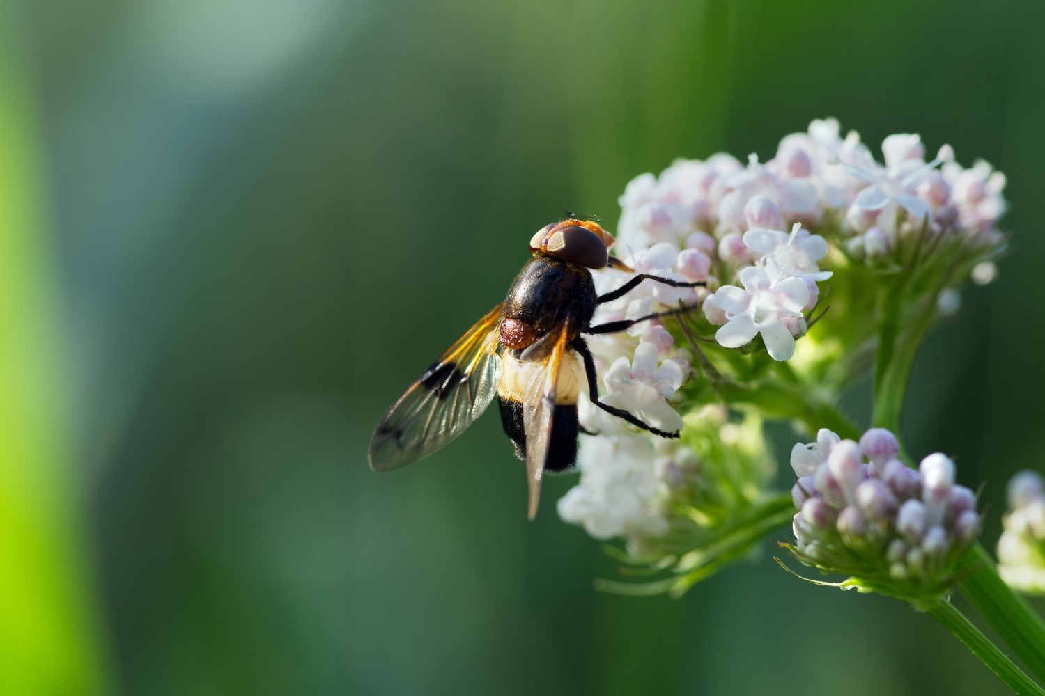 Valerian