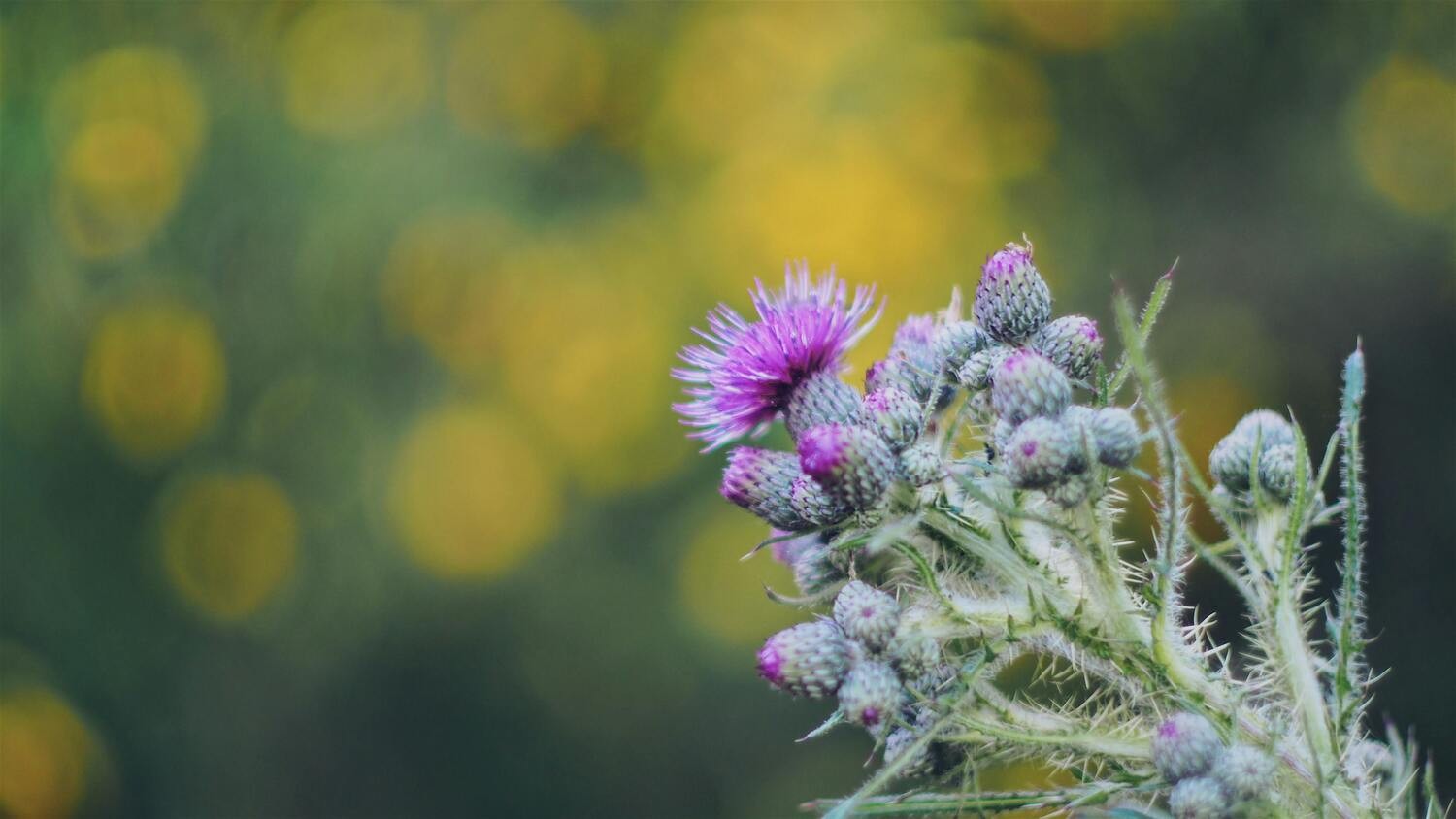 Milk Thistle