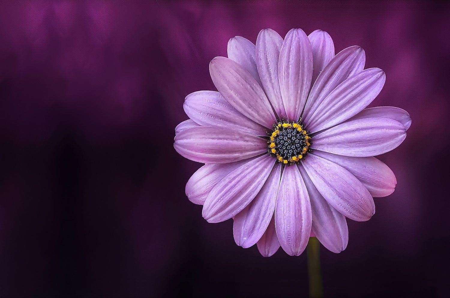 Echinacea