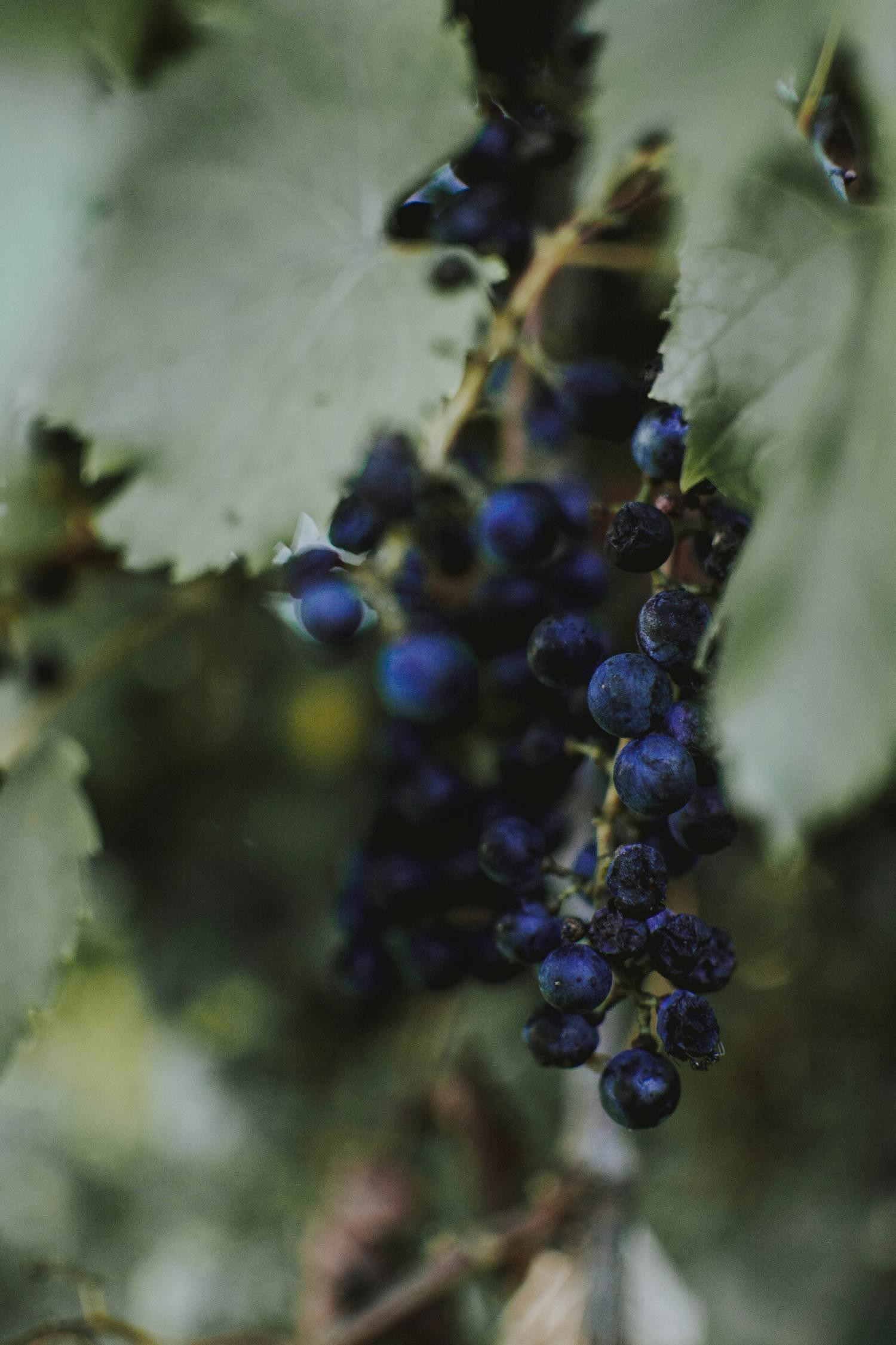 Elderberry